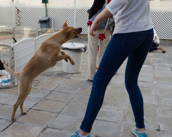 Low section of man standing with dog