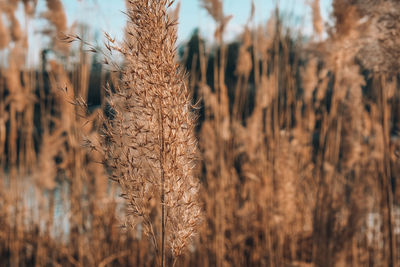 Close-up of stalks in field