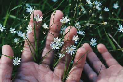 Close-up of hand on plant