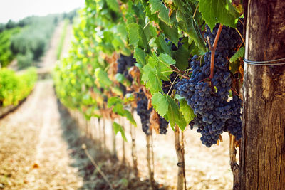 Close-up of grapes growing in vineyard