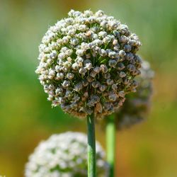 Close-up of flowering plant