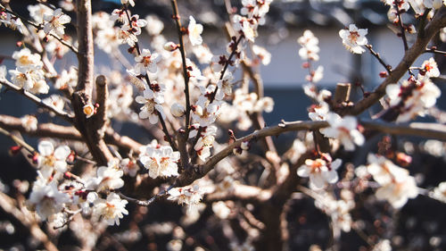 Close-up of cherry blossom