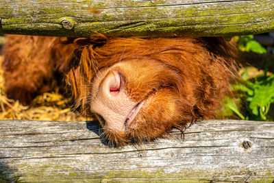 Close-up of a horse in pen