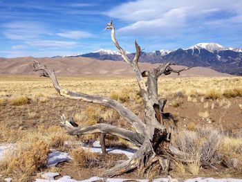 Dead tree on landscape against sky