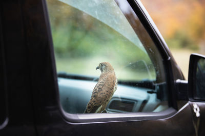 A beautiful kestrel possing