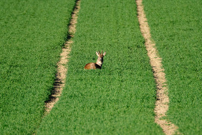 High angle view of lizard on field