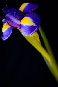 Close-up of purple iris flower against black background