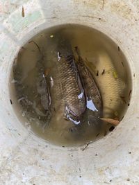 High angle view of fish on table