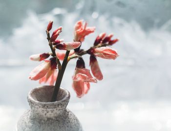 Close-up of red flowering plant