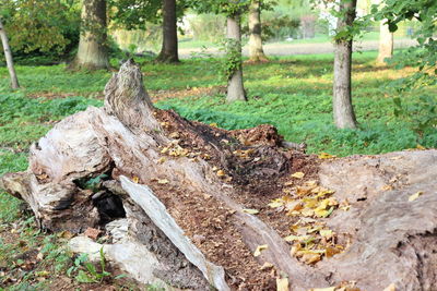 View of tree trunk in forest