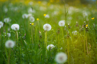 Close-up of white flowers