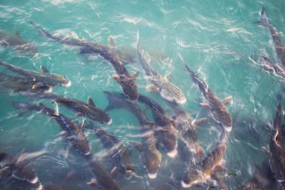 Fish swimming in sea