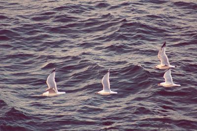 Swans swimming in lake