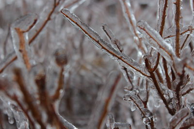 Close-up of frozen plant