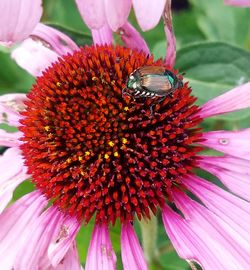 Close-up of bee on pink flower