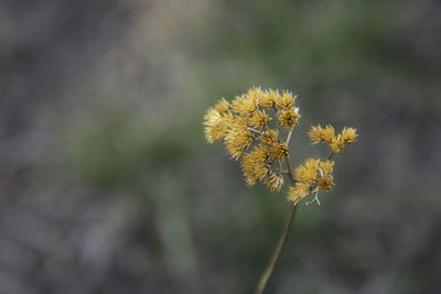 Close-up of yellow flowering plant