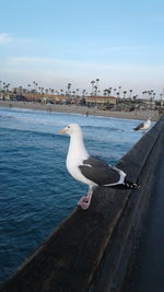 Seagull perching on shore against sky