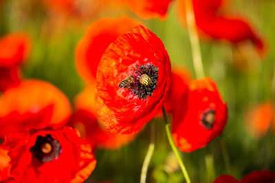 Close-up of red poppy flowers