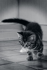 Close-up of cat sitting on floor