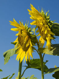 Low angle view of yellow flowering plant against clear blue sky