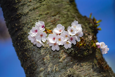 Close-up of cherry blossoms in spring