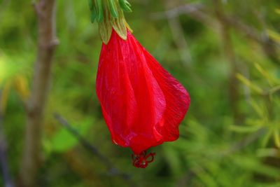 Close-up of red flower