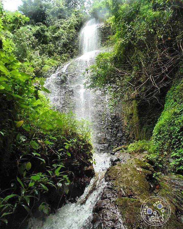 water, waterfall, flowing water, tree, forest, motion, flowing, beauty in nature, nature, growth, plant, scenics, green color, long exposure, rock - object, stream, tranquility, lush foliage, moss, tranquil scene