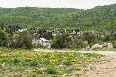 Scenic view of field by trees and plants