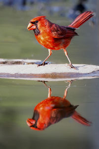 Close-up of a red cardinal bird and reflection