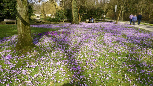 View of flowers growing in park