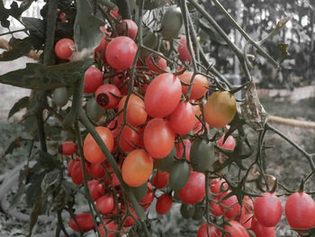 Close-up of cherries growing on tree