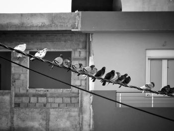 Pigeons perching on railing against building