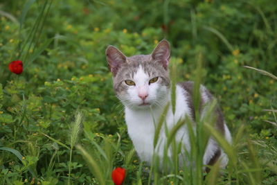 Portrait of cat on field