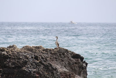 View of crab on rock by sea against sky