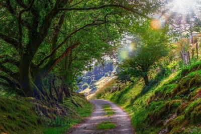 Road amidst trees in forest