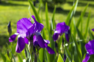 Close-up of purple iris blooming outdoors