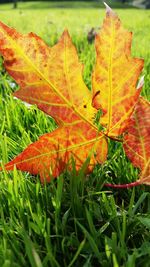 Close-up of leaves on field