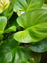 Close-up of green leaves