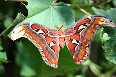 moths and butterflies