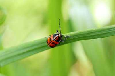 Close-up of ladybug on leaf