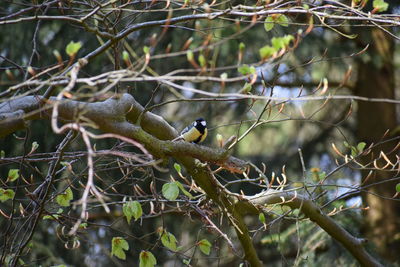 Close-up of bird perching on branch