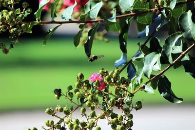 Close-up of flowers on tree