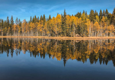 Scenic view of lake in forest during autumn