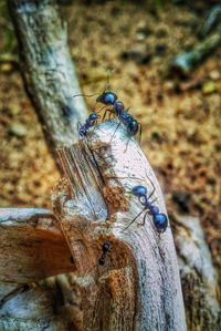 Close-up of butterfly on tree trunk