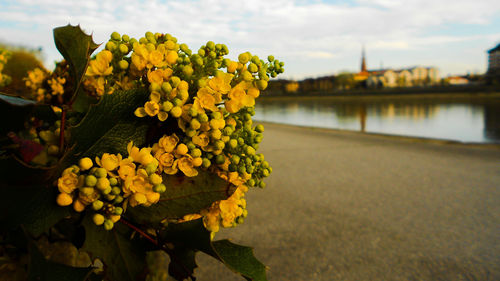 Close-up of yellow flowers