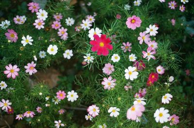 High angle view of pink flowering plants on field