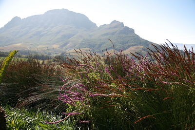 Plants growing on landscape against sky