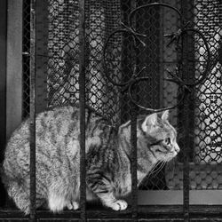 Cat in cage