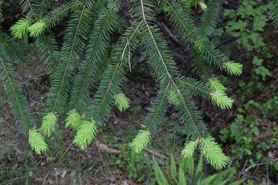 Close-up of fern