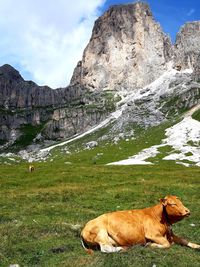 View of sheep on rock